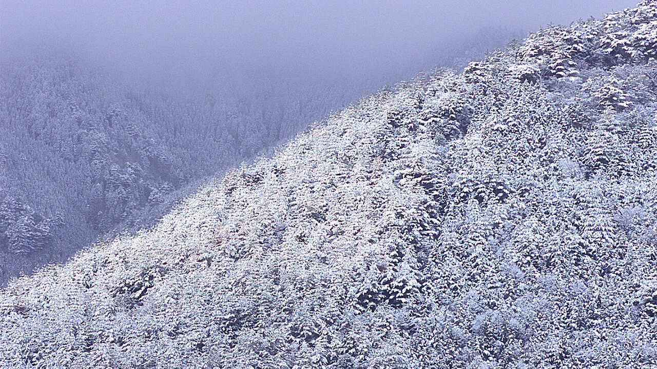 愛宕山の近くにある清滝山林は日本海側気候の影響も受けます。
